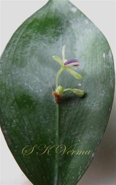  Cladode bearing inflorescence